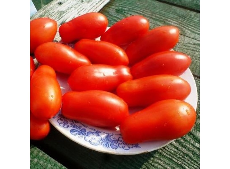 Семена томата Пулер F1 (1000 семян), Libra Seeds (Erste Zaden)